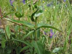 Penstemon subserratus
