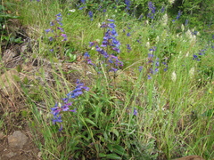 Penstemon subserratus
