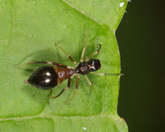 Synemosyna formica