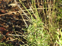 Pultenaea petiolaris