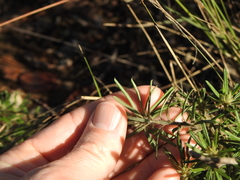 Pultenaea petiolaris