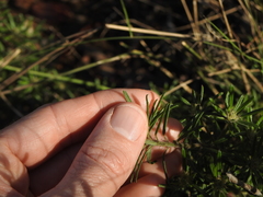 Pultenaea petiolaris