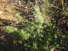 Pultenaea petiolaris