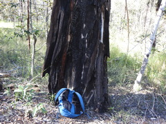 Lysicarpus angustifolius