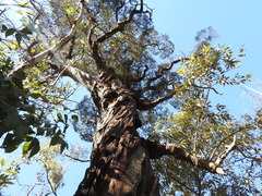 Lysicarpus angustifolius