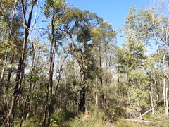 Lysicarpus angustifolius