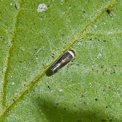 Colladonus montanus reductus