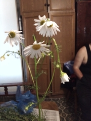 Tripleurospermum inodorum