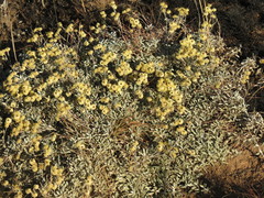 Helichrysum argyrophyllum