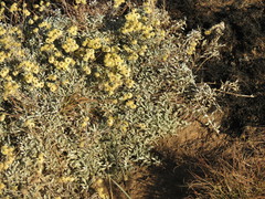 Helichrysum argyrophyllum