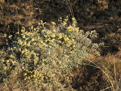 Helichrysum argyrophyllum