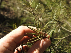 Lysicarpus angustifolius
