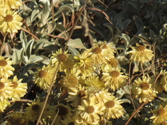 Helichrysum argyrophyllum