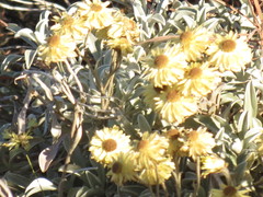 Helichrysum argyrophyllum