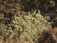 Helichrysum argyrophyllum