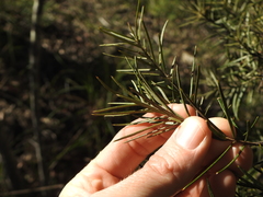Lysicarpus angustifolius