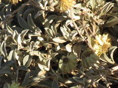 Helichrysum argyrophyllum