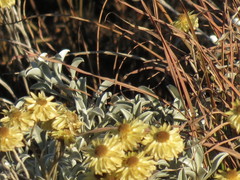 Helichrysum argyrophyllum