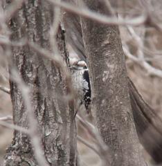 Yungipicus canicapillus