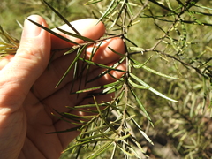 Lysicarpus angustifolius