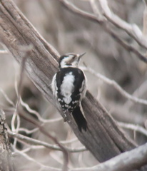 Yungipicus canicapillus