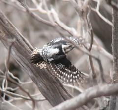 Yungipicus canicapillus