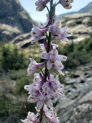 Delphinium hansenii