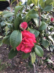 Camellia
