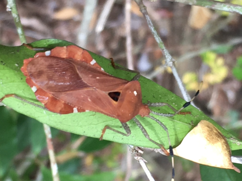 Parabrachytes