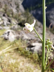 Delphinium hansenii