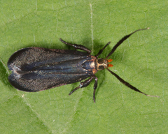 Dichomeris nonstrigella