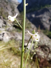 Delphinium hansenii