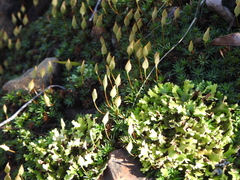 Dawsonia polytrichoides