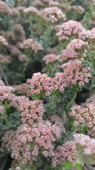 Plecostachys serpyllifolia