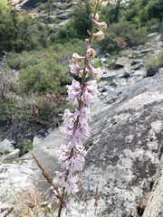 Delphinium hansenii