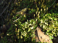 Dawsonia polytrichoides