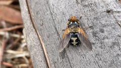 Microtropesa sinuata