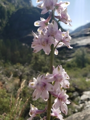 Delphinium hansenii