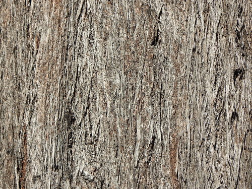 Image of Eucalyptus baileyana by (c) Greg Tasney, some rights reserved (CC BY-SA)