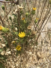 Grindelia fraxinipratensis