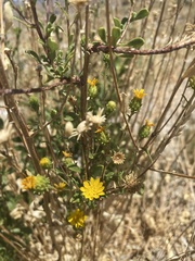 Grindelia fraxinipratensis