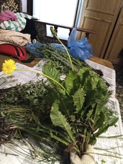 Taraxacum officinale