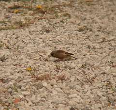 Chloris sinica