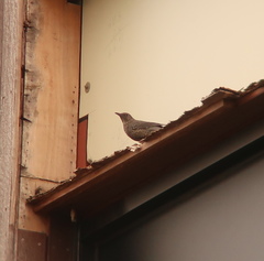 Monticola solitarius