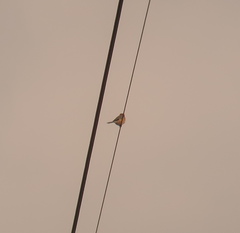 Lanius bucephalus