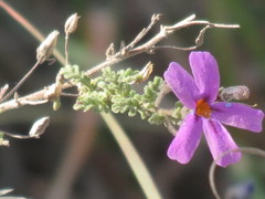 Jamesbrittenia pinnatifida