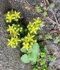 Sedum