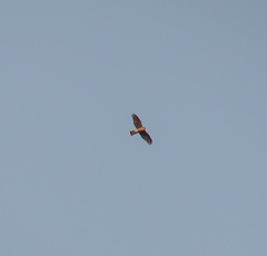 Accipiter