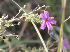 Jamesbrittenia pinnatifida
