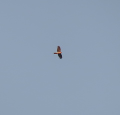 Accipiter